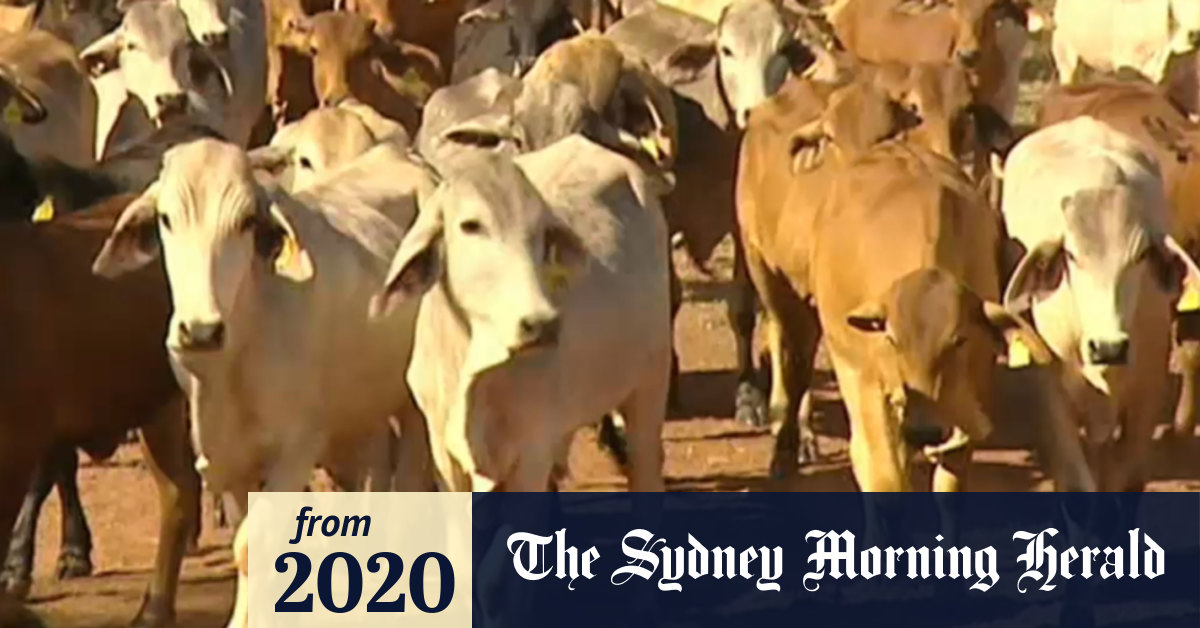 Video Ban on live cattle exports to Indonesia ruled invalid